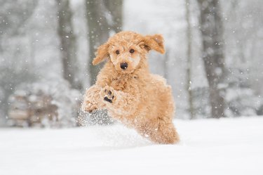 Poodle jumping in the snow