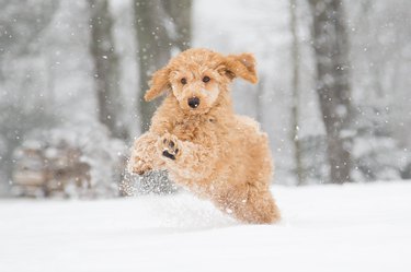 why do puppies eat snow