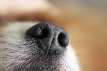 Close up of a dogs nose and whiskers.