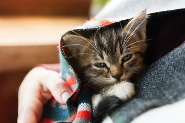 Small tabby mixed breed kitten under gray and red wool plaid. Pets care and adoption concept. Close up, selective focus.