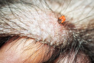 one orange tick on a pet skin, and human fingers pointing