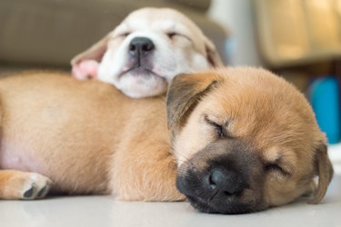 Close-Up Of A Dog Sleeping