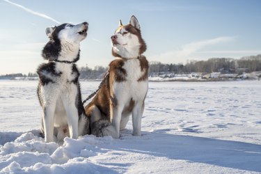 Husky dogs on winter walk. Siberian husky howls, brown husky looks at him. Winter Sunny landscape.