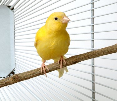 Canary