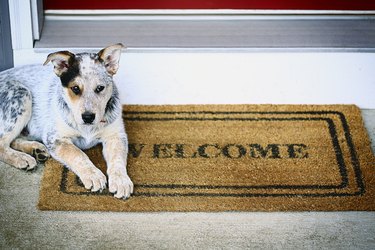 Blue Heeler puppy laying on welcome mat on porch