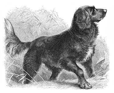 Old sketch of retriever dog