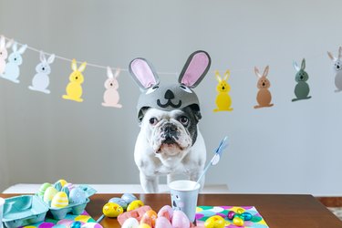 Dog with rabbit hat on table full of Easter eggs