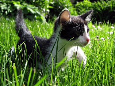 Close-Up Of Kitten Walking On Grassy Field