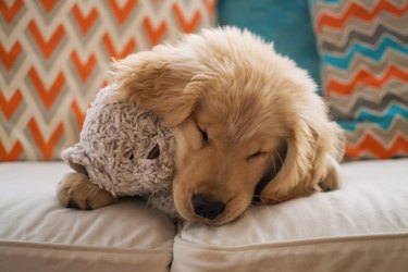 Golden retriever puppy dog lying on sofa with teddy bear