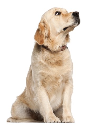 Golden Retriever, nineteen months old, sitting, white background.