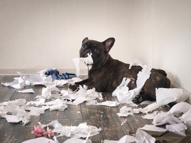 Funny dog made a mess in the room. Playful puppy French bulldog