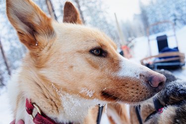 Husky dog in its sledge Lapland Finland