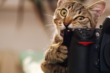 Funny cat with a camera