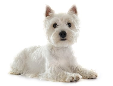 west highland terrier