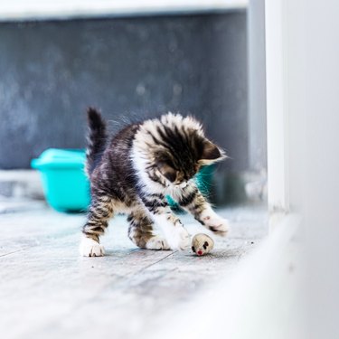 Little Siberian Breed Cat Playing