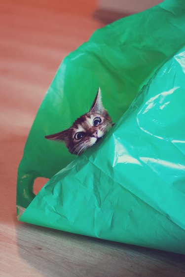 Mad Cat in green plastic bag