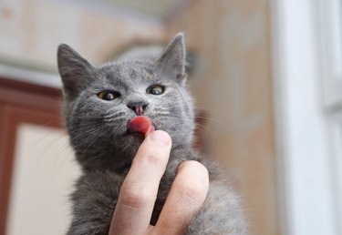 Kitten licks human fingers