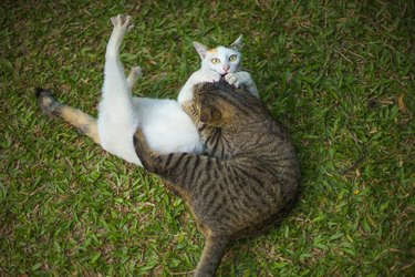 Top view of Two Cats fighting ot playing together on grass.