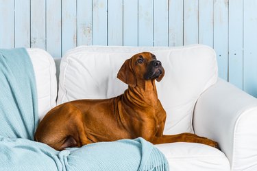 Rhodesian Ridgeback puppy on sofa in a marine style interior