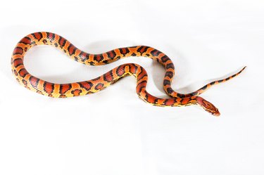 Corn snake isolated