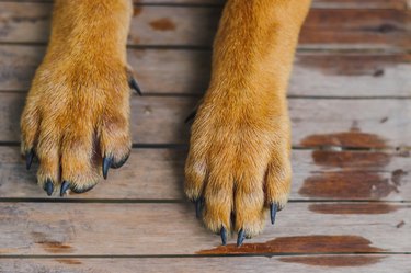 Paws of dog relaxing on wooden floor