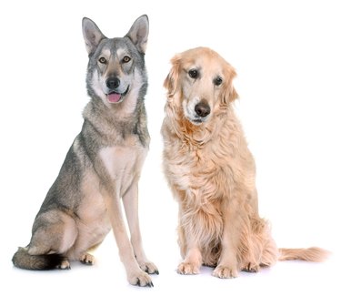 Saarloos wolfdog and golden retriever