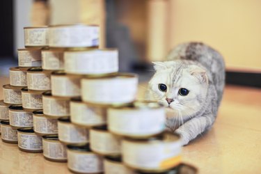 gray shorthair cat with food can