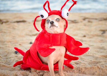 Lobster Chihuahua