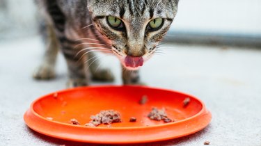 Close-Up Of Cat Eating