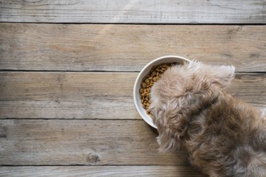 dog besides a bowl of kibble food on wood table