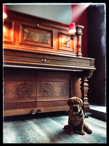 Pug Dog Siting In Front Of Piano