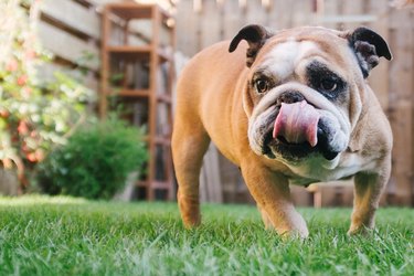 English bulldog in garden with tongue sticking out