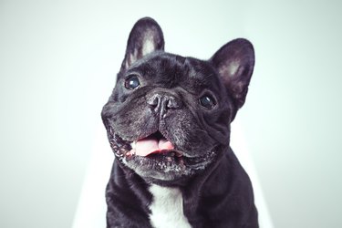 portrait of a happy old french bulldog looking at camera . .