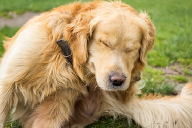 Adult Golden Retriever  Scratching fleas