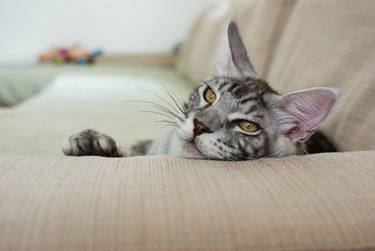 Maine coon cat