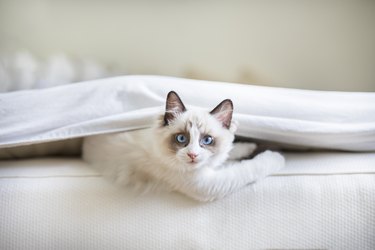 A cute Ragdoll kitten in the bed