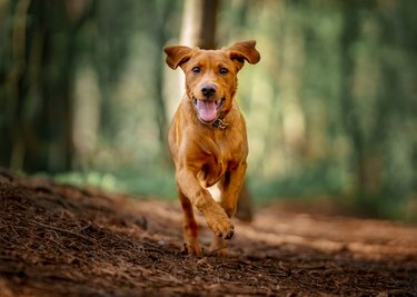 Big dog running through forest