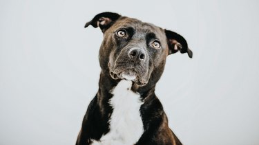 Black Dog against white backdrop