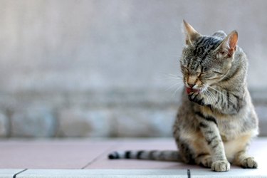 Tabby cat licking paw