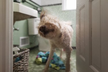 Dog shaking wet hair while standing at doorway