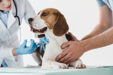 cropped image of man holding beagle while veterinarian doing injection by syringe to it