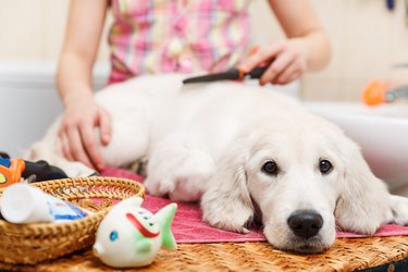 Girl grooming of his dog at home