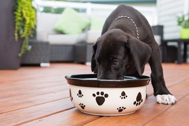 Black puppy eating from food bowl on deck