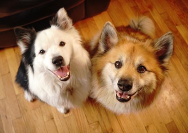 what does bonded pair mean for dogs