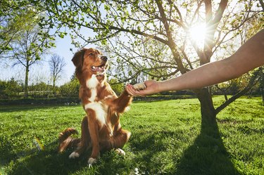 Man holding paw of the his dog