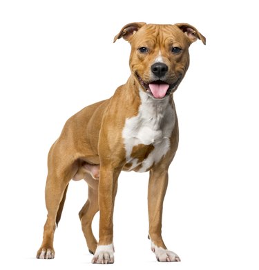 American Staffordshire Terrier (8 months old)