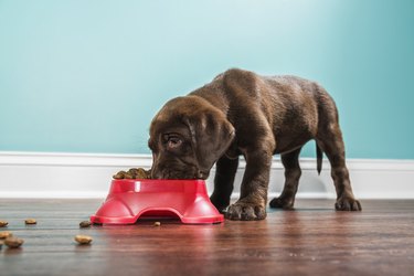 A Chocolate Labrador puppy eating from a pet dish, - 7 weeks old