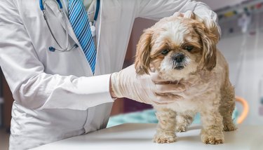 Veterinarian doctor is examining dog in veterinary.
