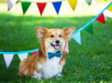 birthday off beautiful corgi fluffy on green lawn and colorful party flags on the background