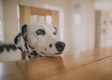 Dalmatian Resting Head on Table